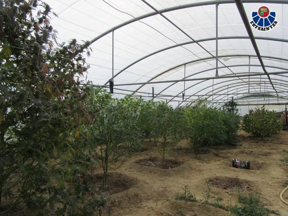 Una de las plantaciones desmanteladas por la Ertzaintza