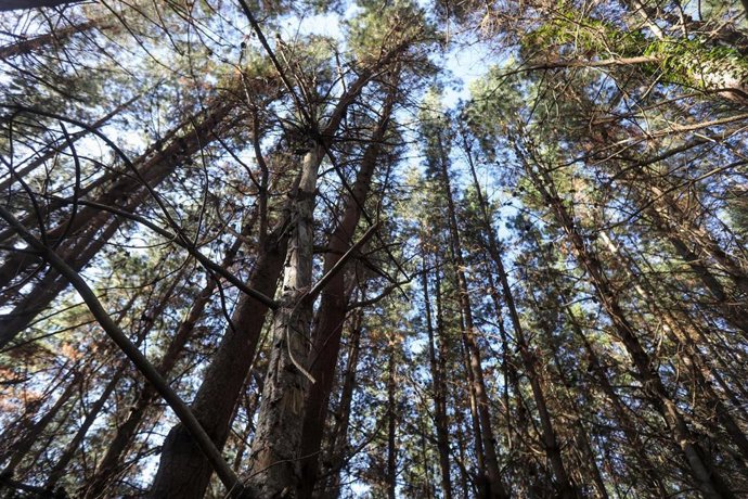 Afectación del hongo de la banda marrón en especies como el pino