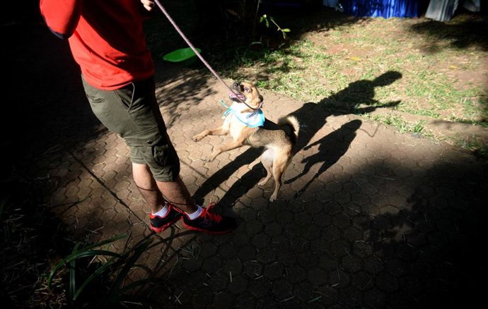 Archivo - Un perro en Yakarta, Indonesia (archivo)