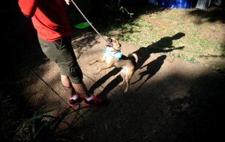 Archivo - JAKARTA, Aug. 27, 2017  A man plays with his dog on the Paw Day at Taman Langsat of Jakarta, Indonesia, Aug. 27, 2017. The Paw Day is observed by the Jakarta Animal Aid Network to raise awareness of animal protection and welfare.  zcc)