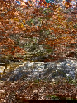 El Hayedo de Montejo