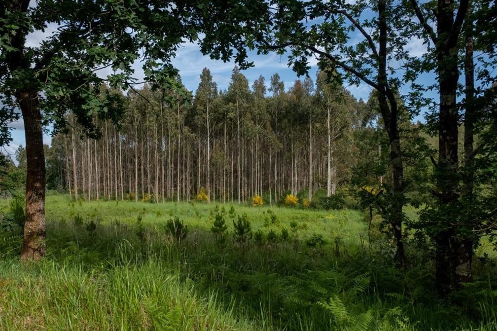 Archivo - Plantación de eucalipto.