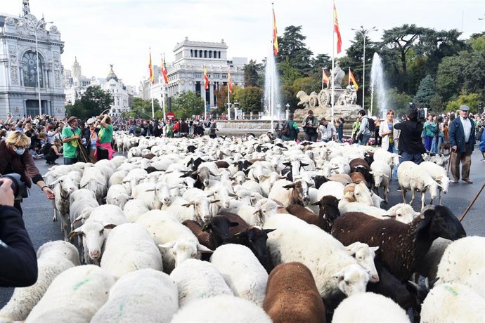 Rebaños de ovejas atraviesan el centro de Madrid durante la 32ª edición de la Fiesta del Pastor y de la Trashumancia, a 19 de octubre de 2025, en Madrid (España). 