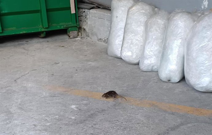 Archivo - Una rata en la entrada de unos almacenes, en Gijón.