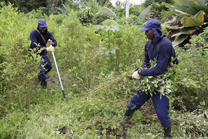 Archivo - Arquivo - Erradicação de um campo de coca em Tumaco, Colômbia