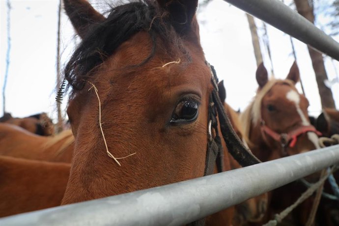 Imagen de archivo de un caballo.-ARCHIVO