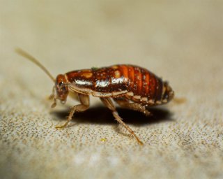 Mezclar bicarbonato con azúcar: para qué sirve y por qué recomiendan hacerlo para evitar cucarachas