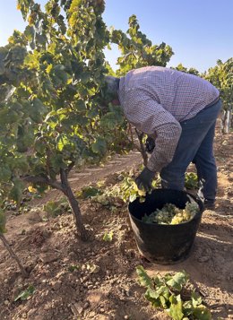 Vendimia De Zalema En El Condado De Huelva.