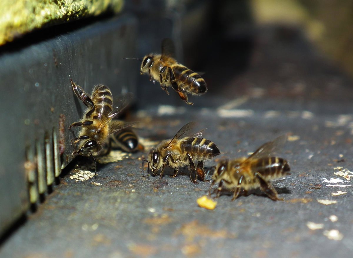 Una experta de la UMU participa en un informe sobre la extinción de más de un centenar de especies de abejas en Europa