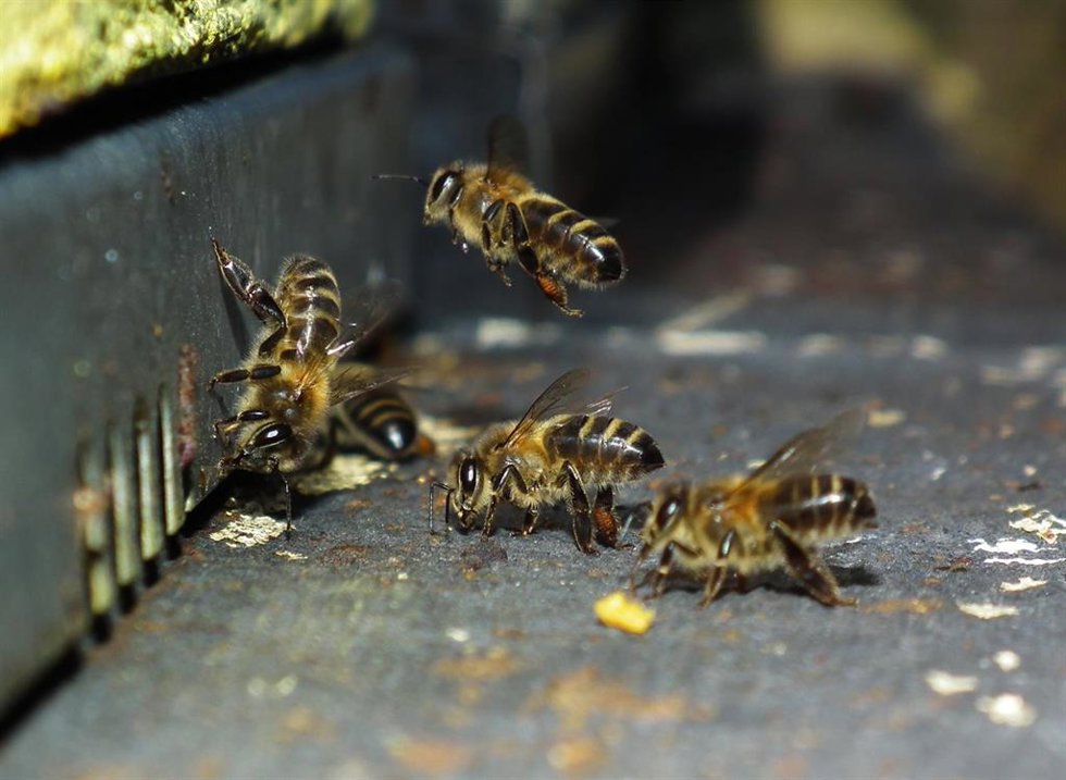 Abejas en piquera