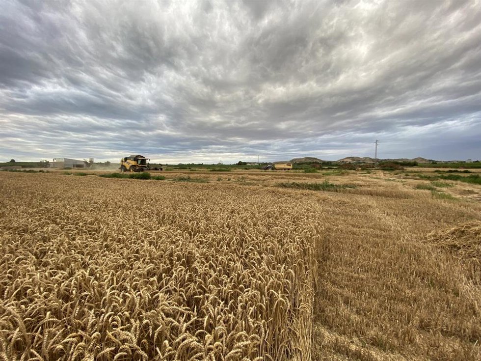 Campo de trigo.