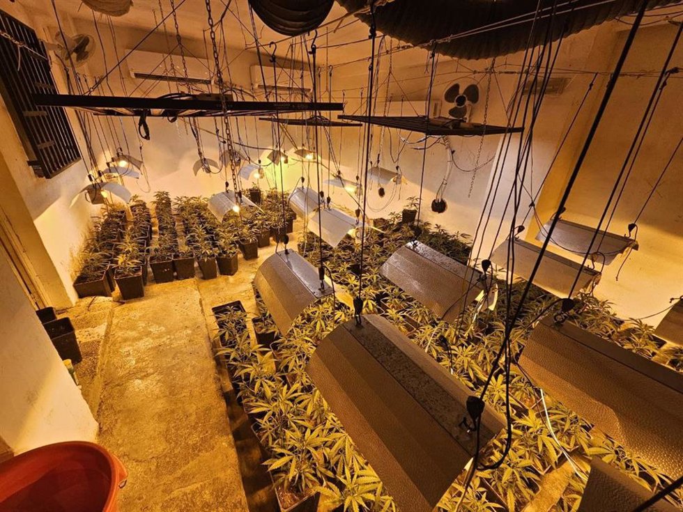 Plantación de marihuana 'indoor' desmantelada por los Mossos en Montferri (Tarragona)