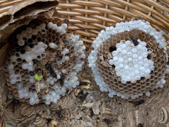 Archivo - Restos de un nido inutilizado de avispa velutina