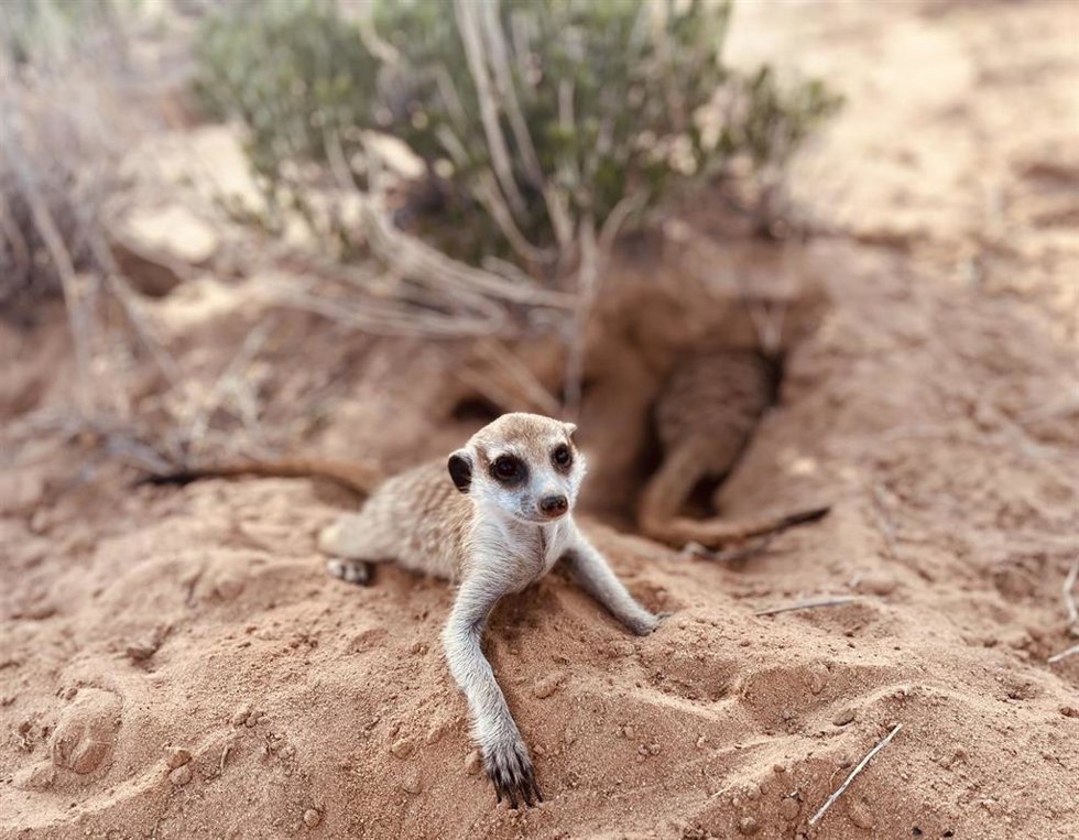 Archivo - Imagen de un suricata, especie analizada en el estudio.