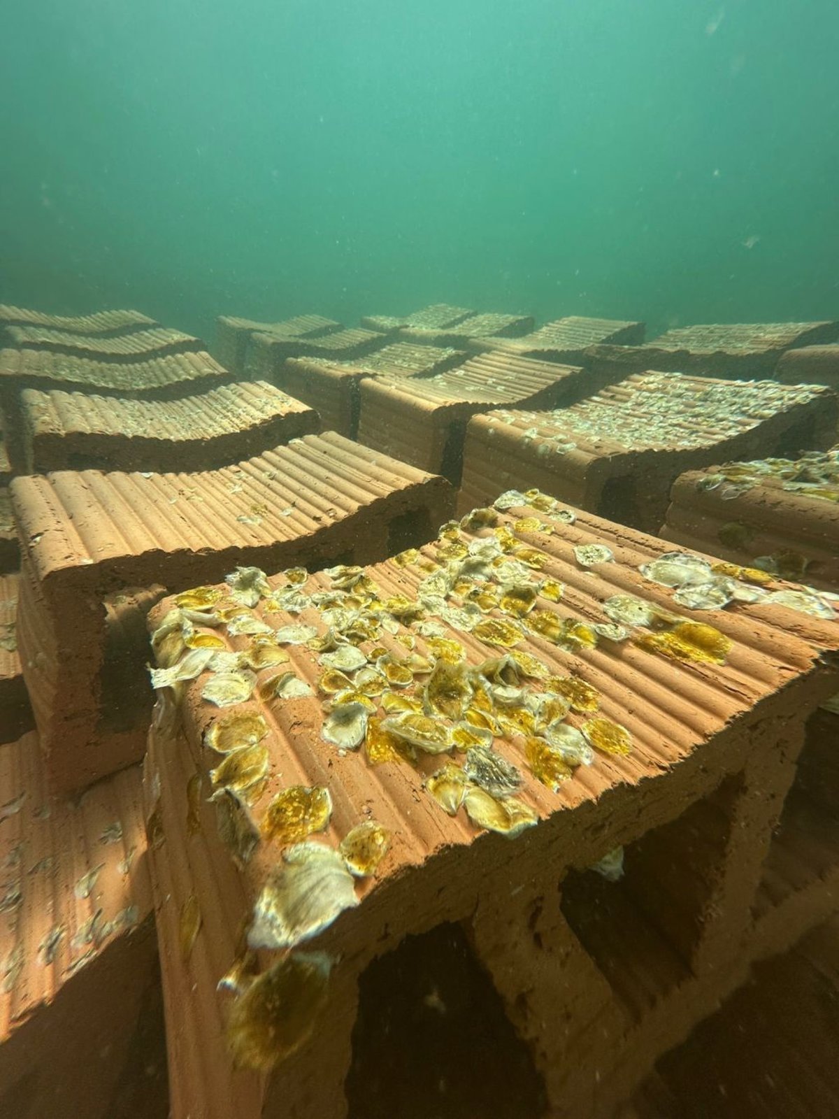 IEO-CSIC y ANSE instalan el primer arrecife experimental de ostra nativa en el Mar Menor para impulsar su restauración