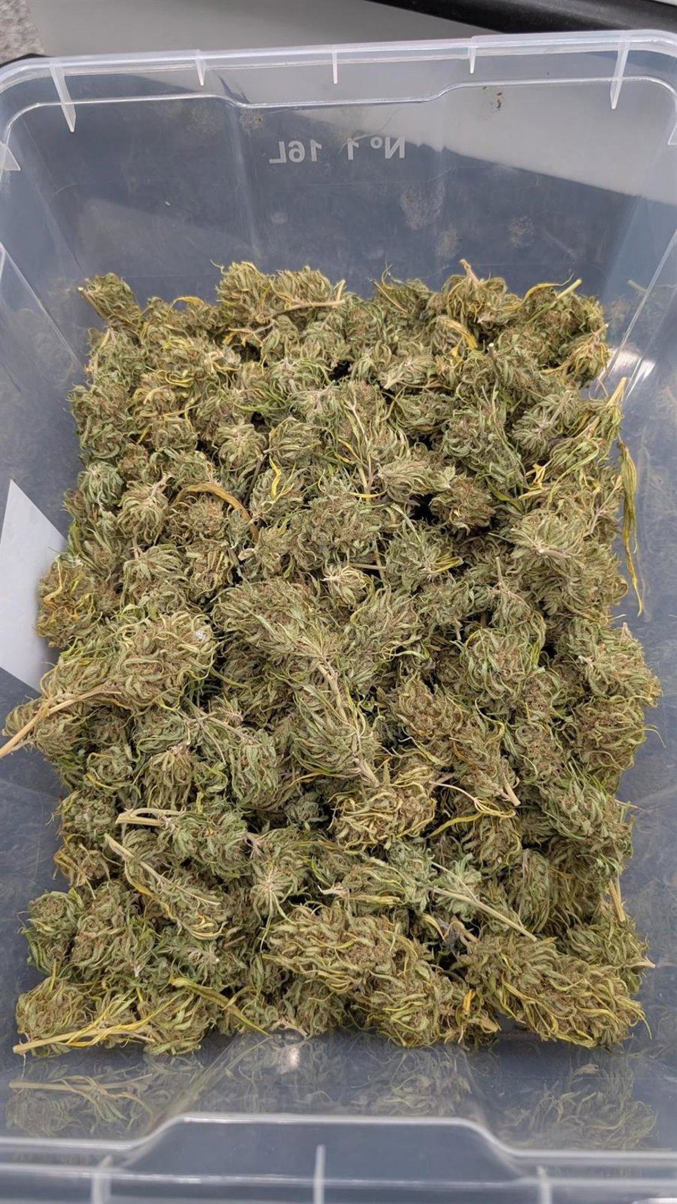 Marihuana intervenida en Hinojosa del Duque a un hombre y a una mujer.
