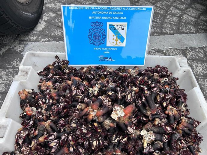 Archivo - Percebes decomisados