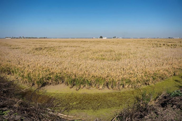 Archivo - Campos de arroz en las marismas del Guadalquivir. Imagen de archivo.