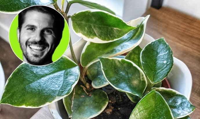 Qué hacer con tus plantas en invierno para que no se mueran y vuelvan a brotar en primavera