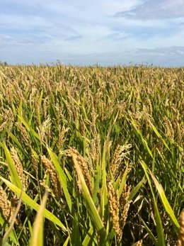 Arroz en Albufera