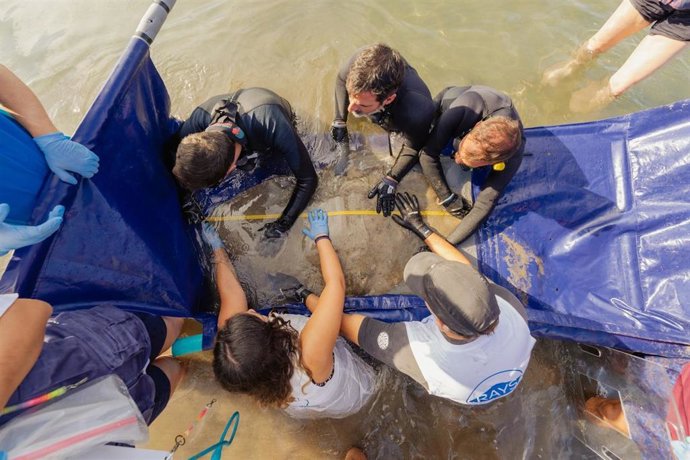 Mantelinas marcadas en aguas canarias del proyecto CanBIO