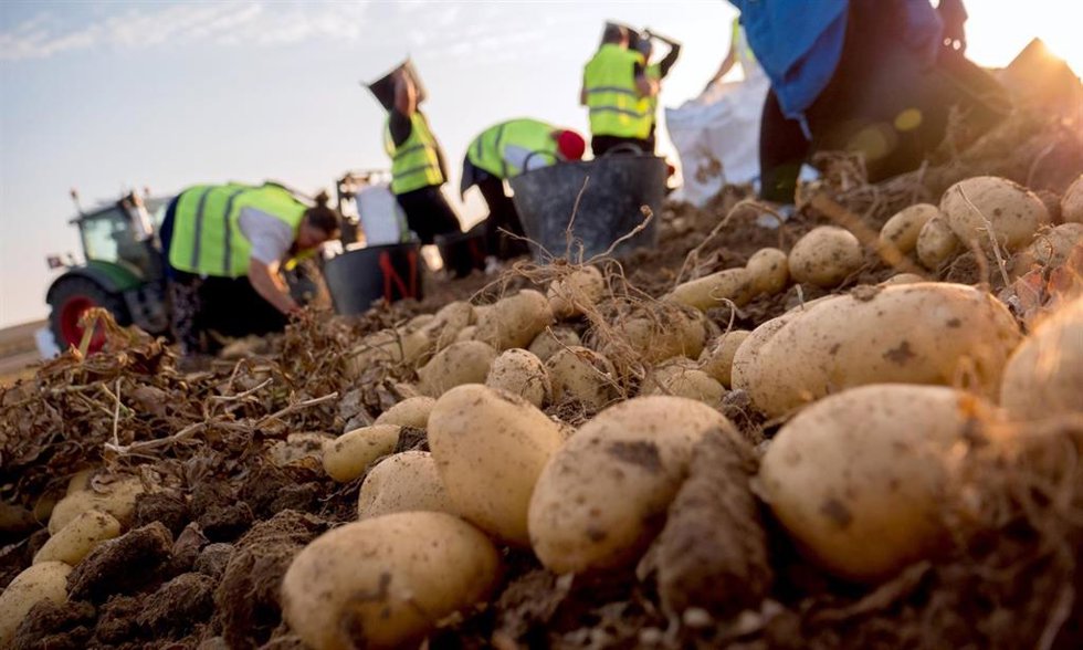 Mercadona comercializa 184.800 toneladas de patata nacional este año, un 35% más