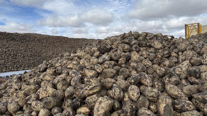 Remolacha almacenada por ACOR.