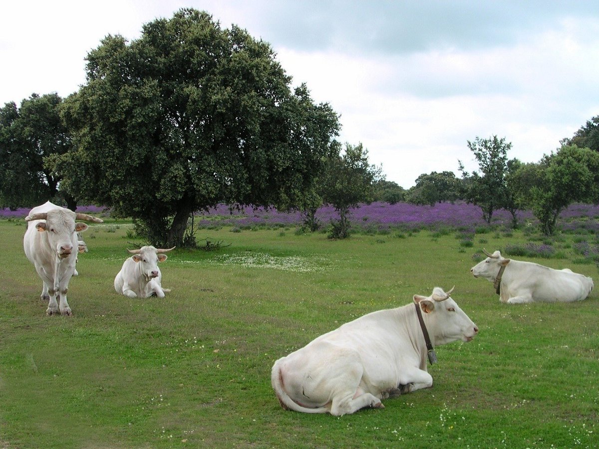 El DOE publica nuevas ayudas para fomentar la cría de razas ganaderas autóctonas en Extremadura