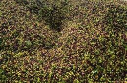 Aceitunas, producción de aceite de oliva. (Foto de recurso).