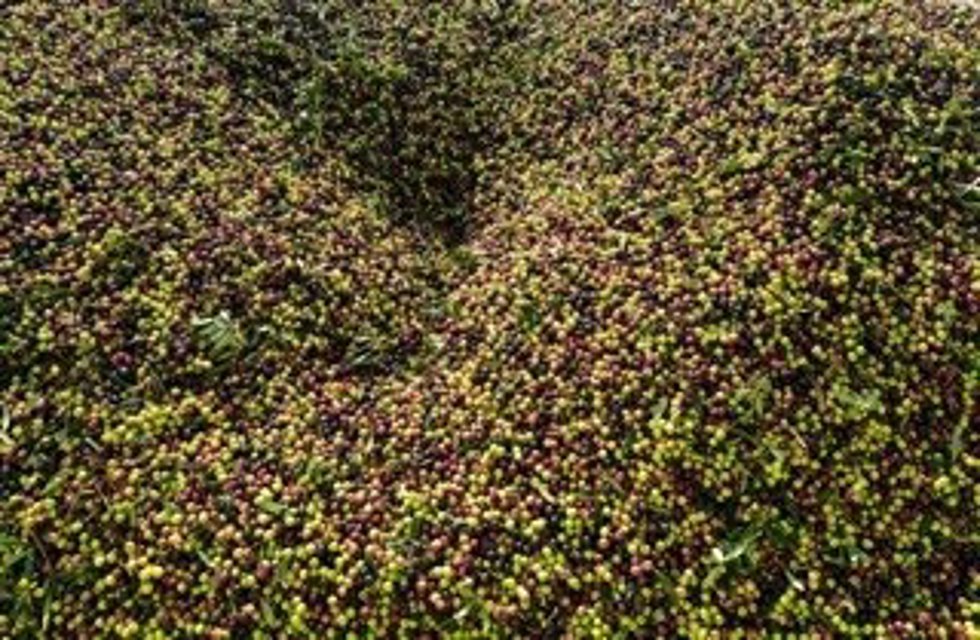 Aceitunas, producción de aceite de oliva. (Foto de recurso).