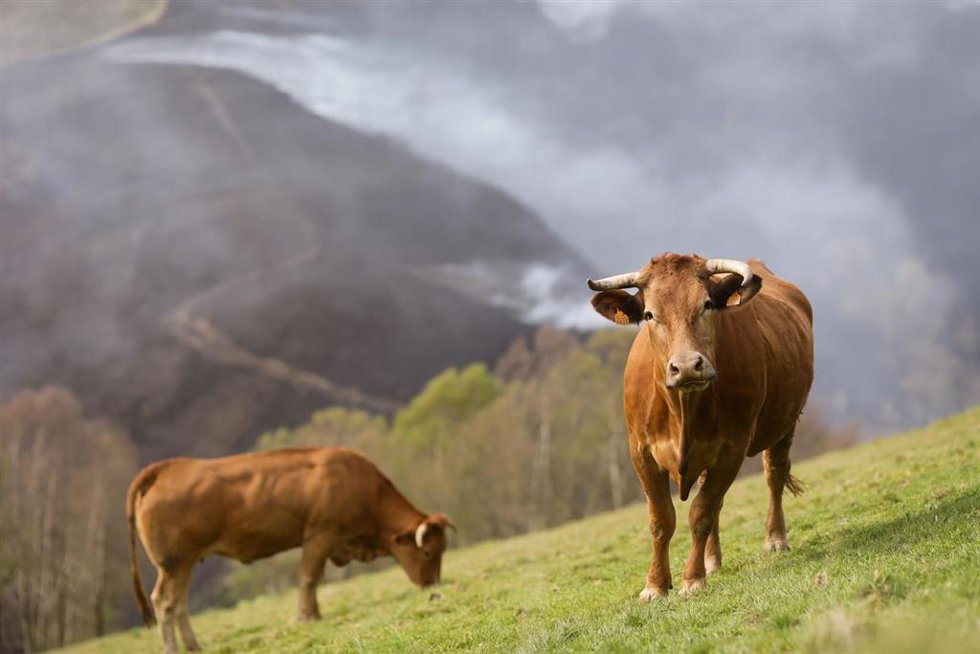 Archivo - Varias vacas pastan 