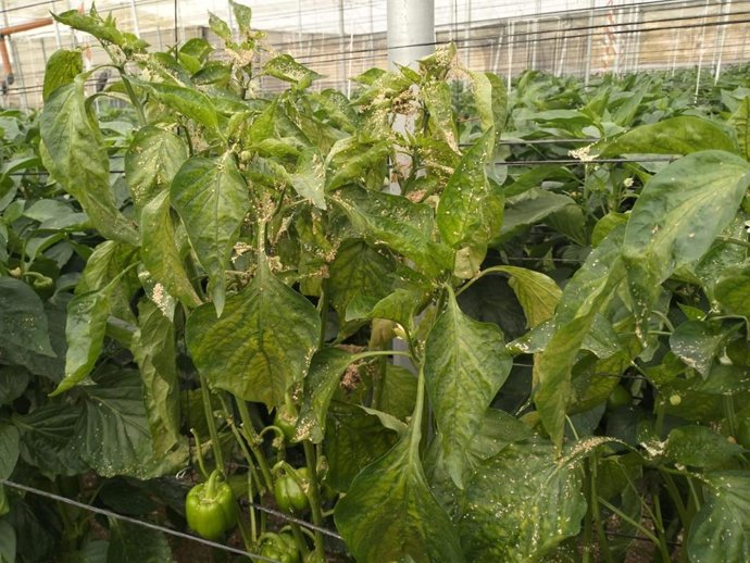 Cultivo de pimiento afectado por araña roja.