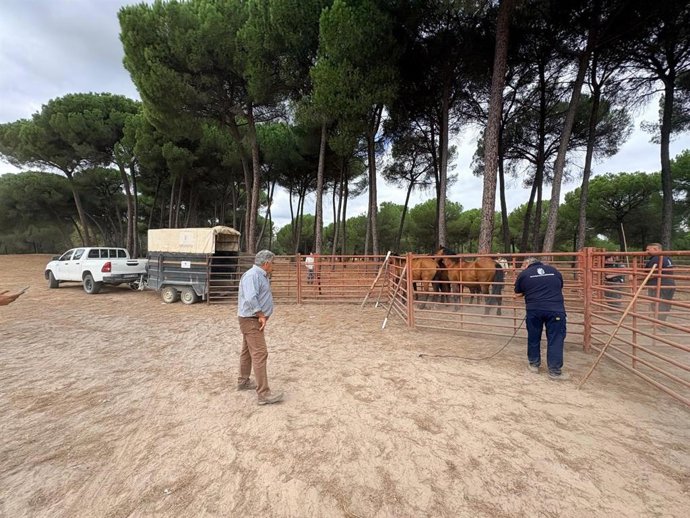 Retirada de caballos sueltos en el término municipal de Almonte (Huelva).