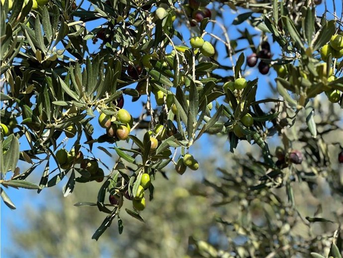 La DOP Oli de l'Empordà inicia una cosecha que prevé "mejor" que las anteriores