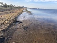 Oficina Técnica del Mar Menor considera que el Comité Científico es el órgano donde se tienen que analizar los datos