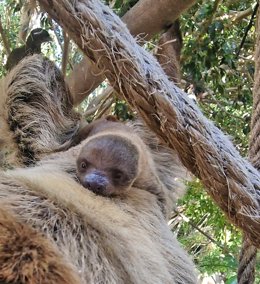 Vídeo de la noticia