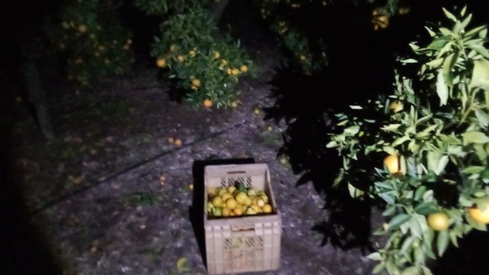 La vigilancia del guarda rural y la Policía Local evita el robo de clementinas Marisol en una finca de La Llosa