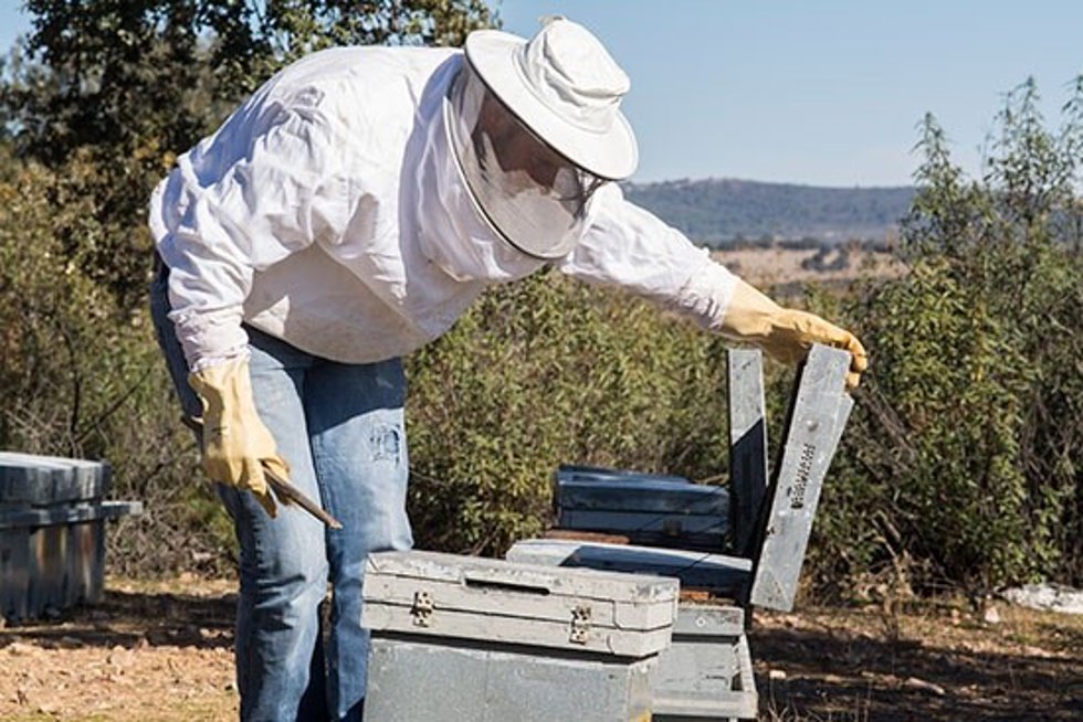 Archivo - Un apicultor ante una colmena de abejas. 