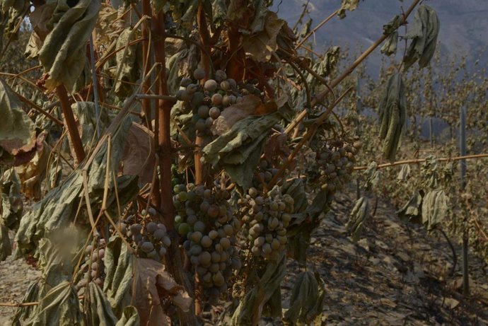 Archivo - Viña afectado por el fuego en Ourense