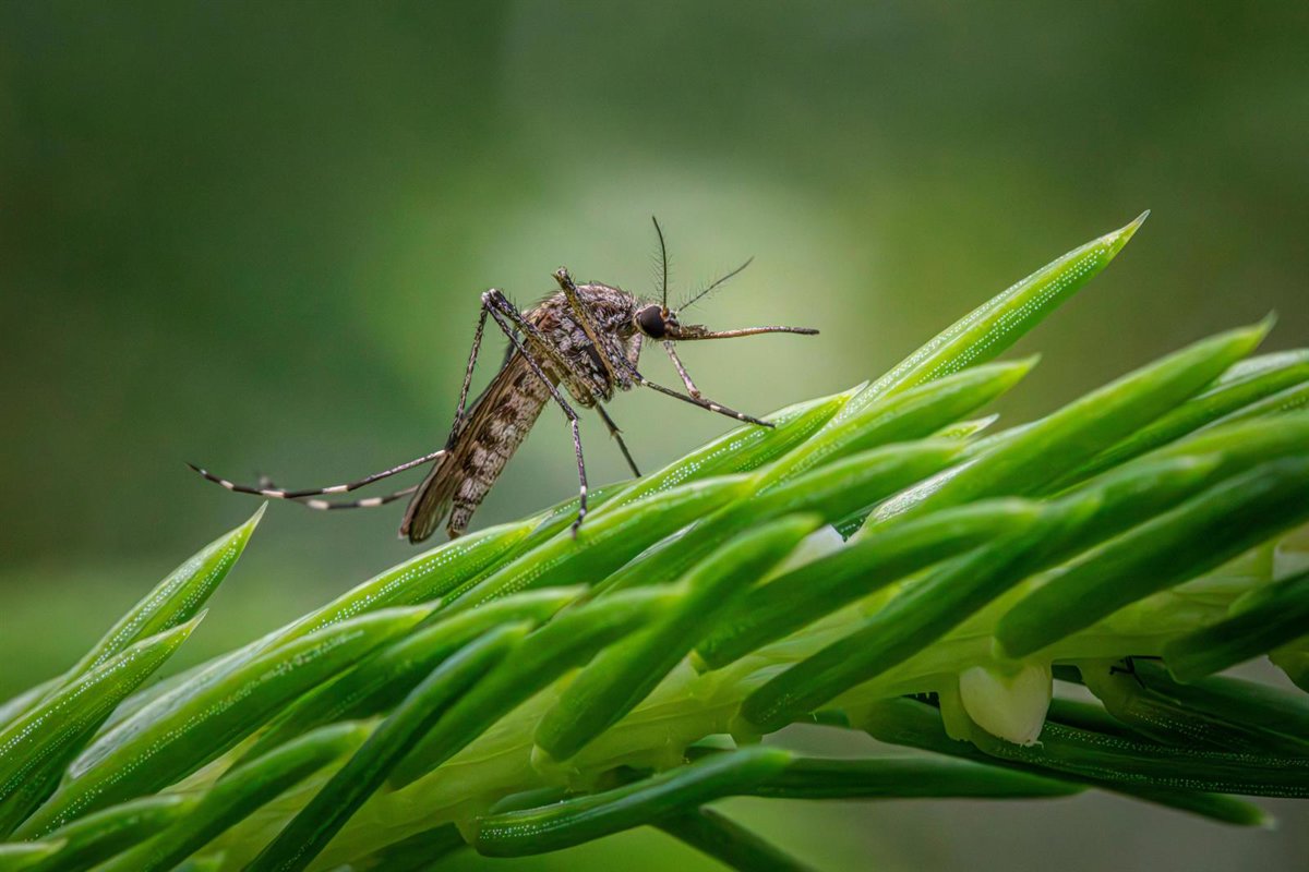El SES confirma dos nuevos casos de fiebre del Nilo Occidental en Extremadura