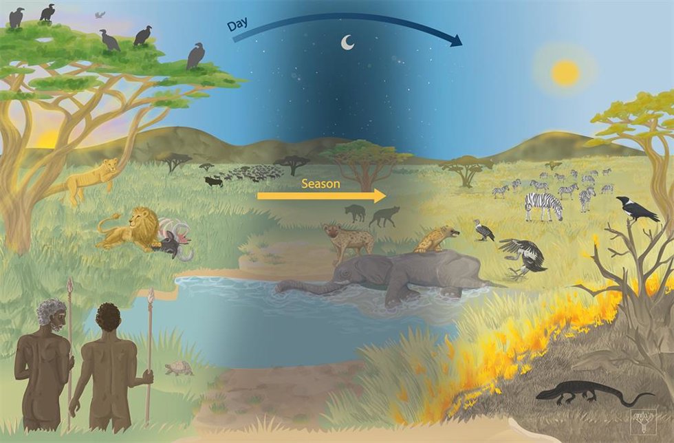 La Universidad de Málaga participa en un estudio que replantea el papel de la carroña en la evolución de poblaciones humanas.