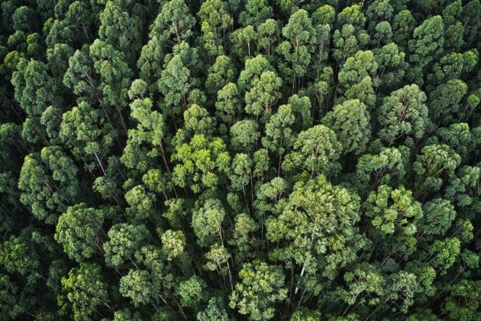 Archivo - COPADE busca combatir la deforestación con 'Bosques vivos', una iniciativa para concienciar a más de 50.000 personas