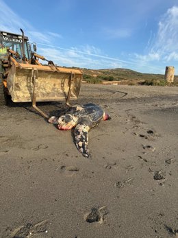 Ejemplar de tortuga laúd aparecida muerta en el litoral de La Línea de la Concepción (Cádiz)