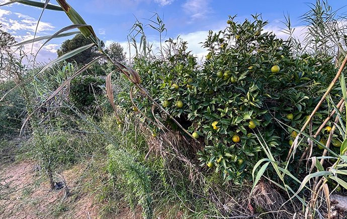 AVA-ASAJA estima que un año después de la DANA aún queda un 40% del sector agrario por recuperar