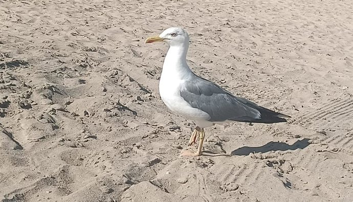Archivo - Gaviota en una playa
