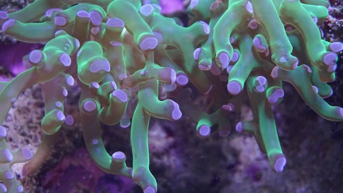 Nuevos corales llegan a Bioparc Fuengirola para impulsar la conservación de los ecosistemas marinos