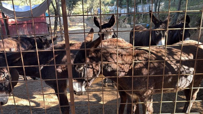 Burros inspeccionados por Protección Civil en Lloret de Mar (Girona).