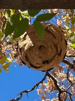 Vídeo de la noticia