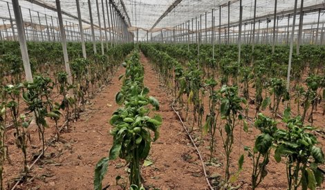 Es  Andalucía - Almería