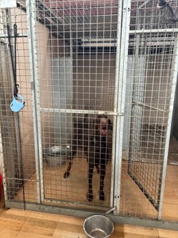 Archivo - Imagen de archivo de un centro de protección animal en España